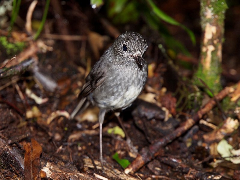 north island robin-10.jpg - North Island Robin photographed in Tongariro National Park